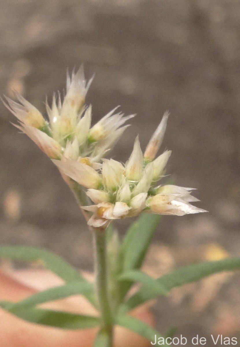 Polycarpaea corymbosa (L.) Lam.